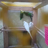 دو جفت مرغ عشق با سه جوجه