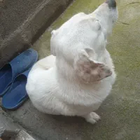 سگ پاکوتاه ۲تومن