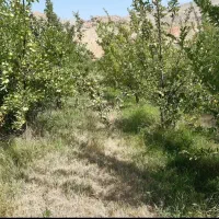 باغ-میوه