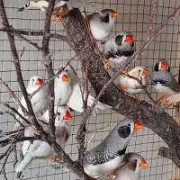 کوتوله برزیلی و فنچ زبرا|پرنده|فسا, |دیوار