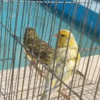 پرنده. قناری . جفت .کارداده