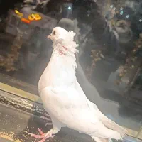 طوقی آبی|پرنده|گلبهار, شهر جدید گلبهار|دیوار
