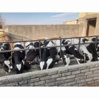 گوساله قطع شیر