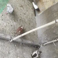 کبوتر رنگی و دورگ|پرنده|شوش, |دیوار