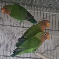 طوطی برزیلی مولد قیمت مناسب|پرنده|سرپل ذهاب, |دیوار