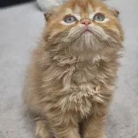 گربه های ناناز