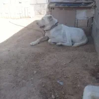 سگ فروشی|سگ|آشخانه, |دیوار