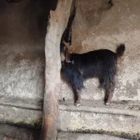 دو عدد بز آبستن چاق