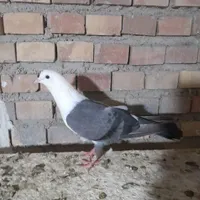 کربلایی ماده
