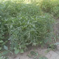 نشا‌گرجه‌بادمجون.