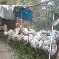 بوقلمون زنده|حیوانات مزرعه|مشهد, وکیل‌آباد|دیوار