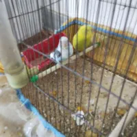 فنچ|پرنده|یاسوج, |دیوار