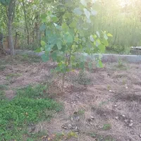 فروش-زمین-باغی-200-متری