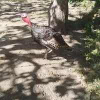 بوقلمون نر و ماده