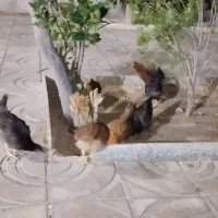 ده عدد مرغ و خروس چهار ماهه سالم