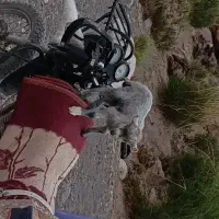 باسلام خدمت مشترکین و فروشنده