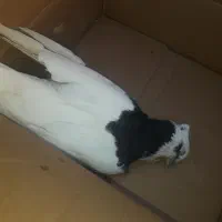 واگذاری می پذریم کبوتر قناری پرنده قفسی