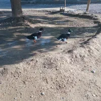 اردک|حیوانات مزرعه|میناب, |دیوار