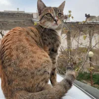 ۳گربه خانگی