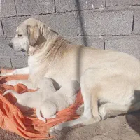 واگذاری توله ماده پژدر