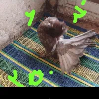 کبوتر دمچتری جوجه و بالغ. نرو ماده|پرنده|بابلسر, |دیوار