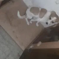 نگهبان