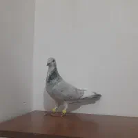 کبوتر