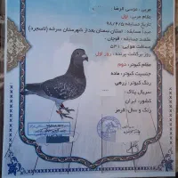 کبوتر پلاکی نشسته