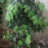 درختچه|گل مصنوعی|زاهدان, |دیوار