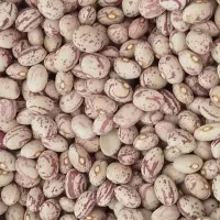 فروش لوبیا چیتی