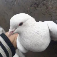 سفید ملقی نر و کاسک ماده