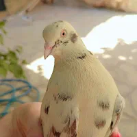 سه عدد کبوتر