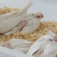 جوجه عروس هلندی