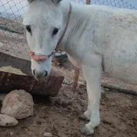 الاغ|حیوانات مزرعه|جزمان, |دیوار