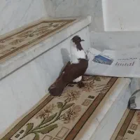 قرمزی ماده  مثل یاهی