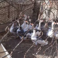 غاز ۶ ماهه|حیوانات مزرعه|آبدانان, |دیوار