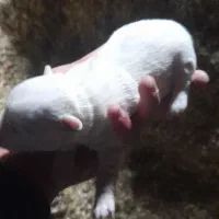 توله عروسکی