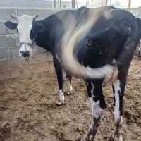 فروش گاو باگوساله ماده سمنتال