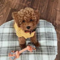 toy poodle Red