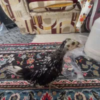 گاز دستگاه جوجه کشی به همراه جوجه|اجاق گاز و لوازم برقی پختوپز|کاشان, باهنر|دیوار