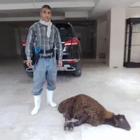 قصاب سیار کشتار دام گوساله وگوسفند درمحل شما