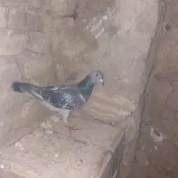 کاشانی|پرنده|مسجد سلیمان, |دیوار