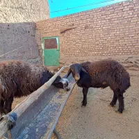 دوتا بره بزری کسی خواست در خدمتیم