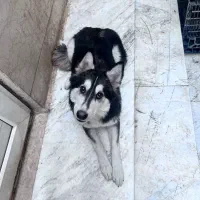 توله هاسکی و گرگ|سگ|تهران, والفجر (افسریه)|دیوار