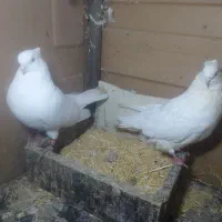 کبوترسفیدچشم سفید|پرنده|قائم‌شهر, |دیوار