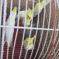 طوطی عروس|پرنده|رودهن, |دیوار
