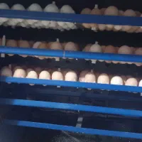 دستگاه جوجه کشی