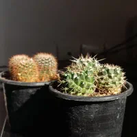 گیاه کاکتوس|گل و گیاه طبیعی|بندرعباس, |دیوار