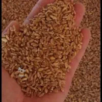 فروش گندم قرمز بذری تمیز