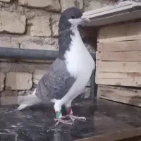 کبوتر شهری|پرنده|شیراز, ریاستی|دیوار